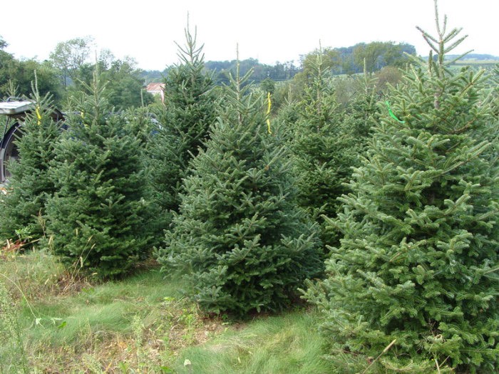 Arvore de Natal